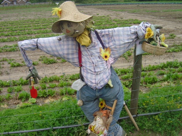 Fruit picking at Garsons Farm